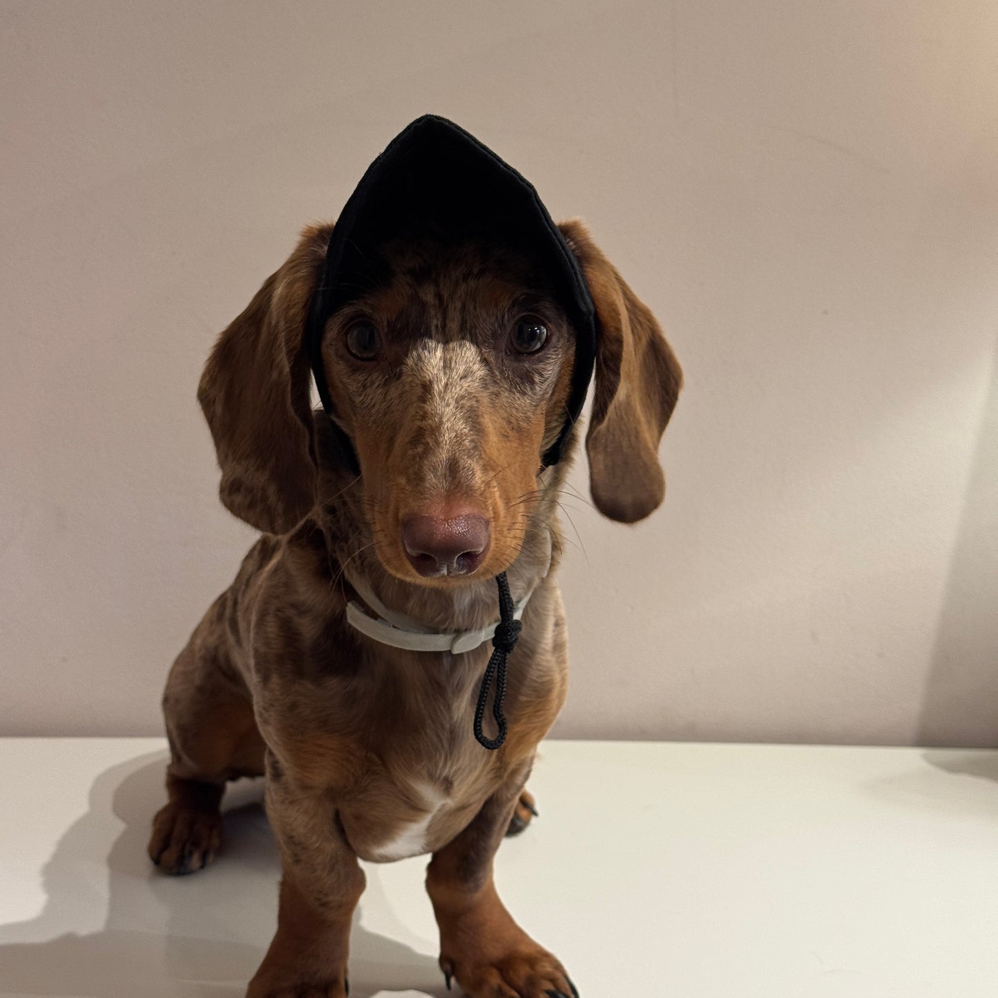 Dachs- Cap BLACK