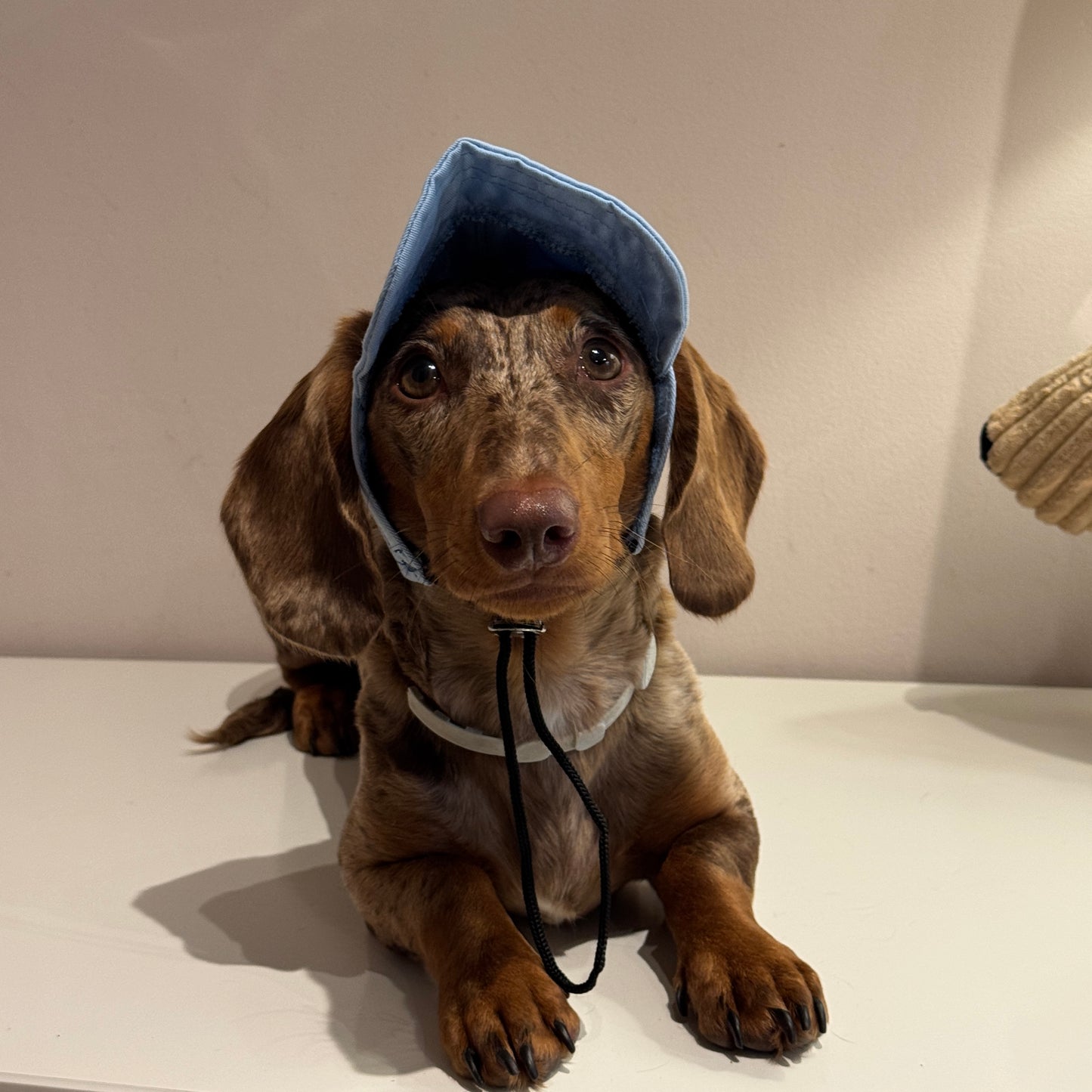 Dachs- Cap SKY BLUE