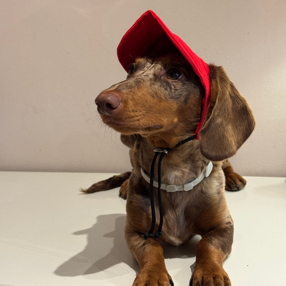 Dachs- Cap RED