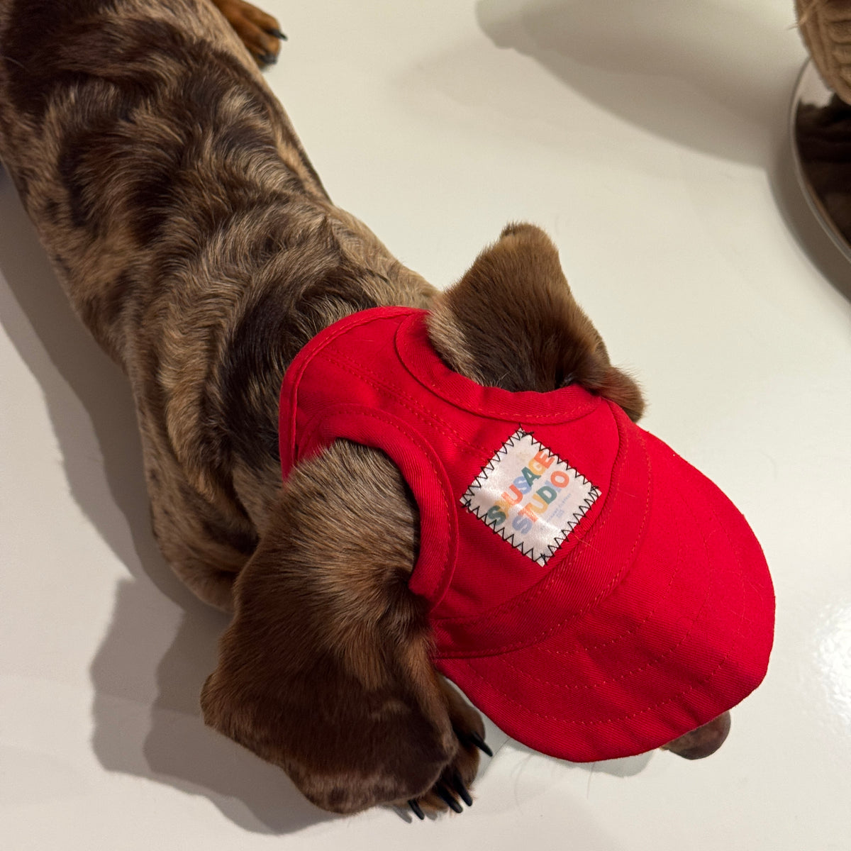 Dachs- Cap RED