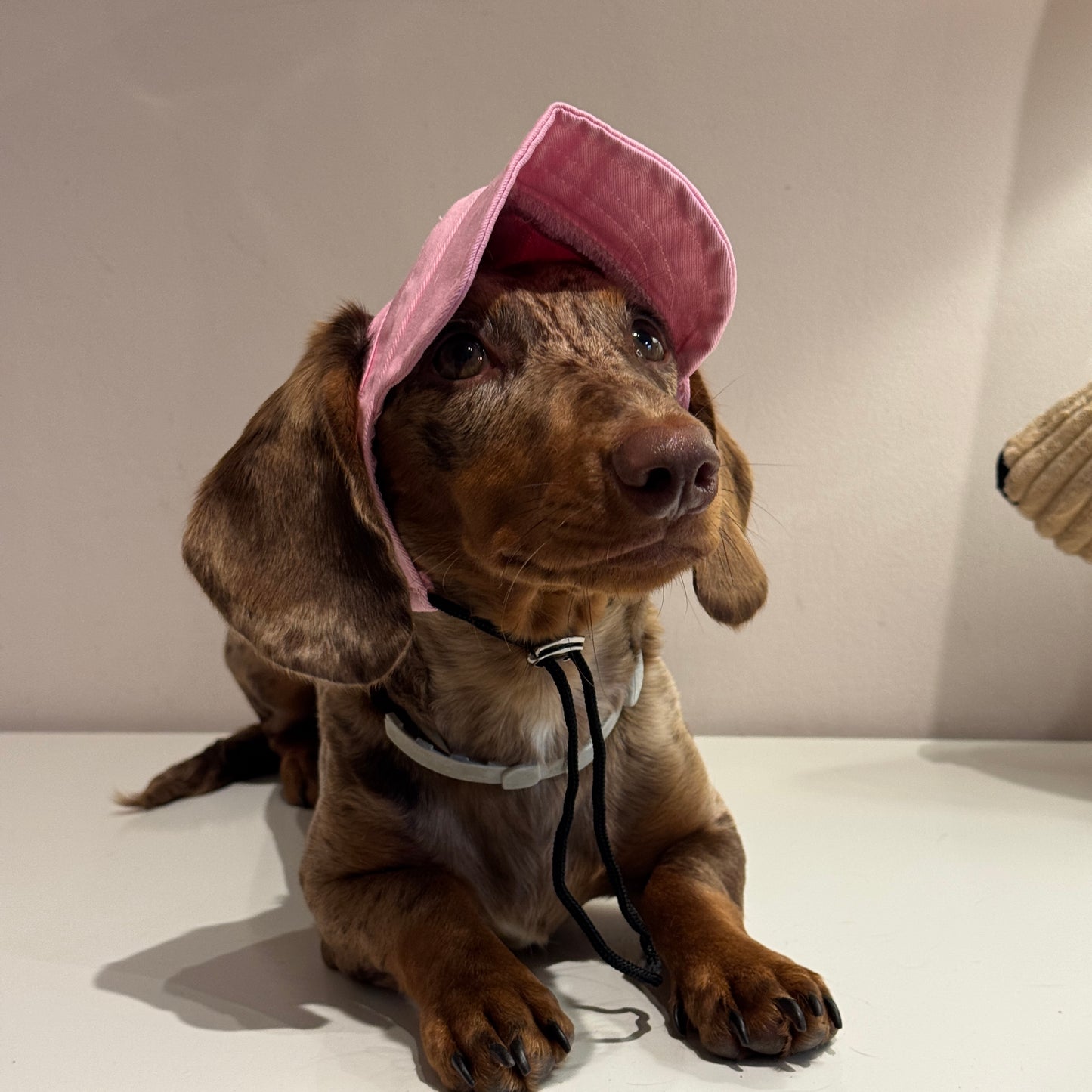 Dachs- Cap PINK