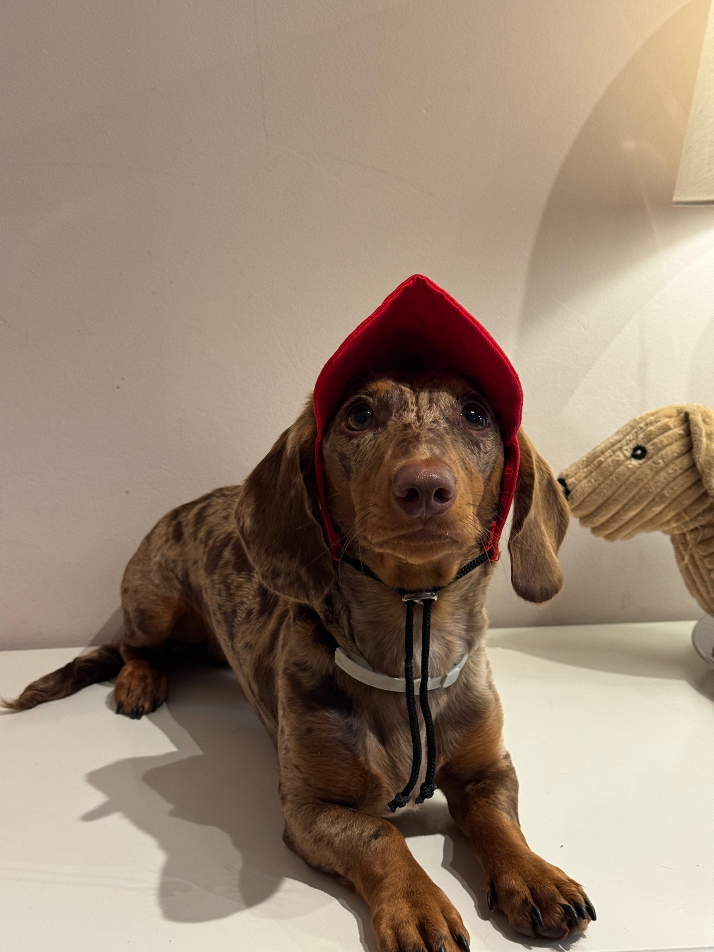 Dachs- Cap RED