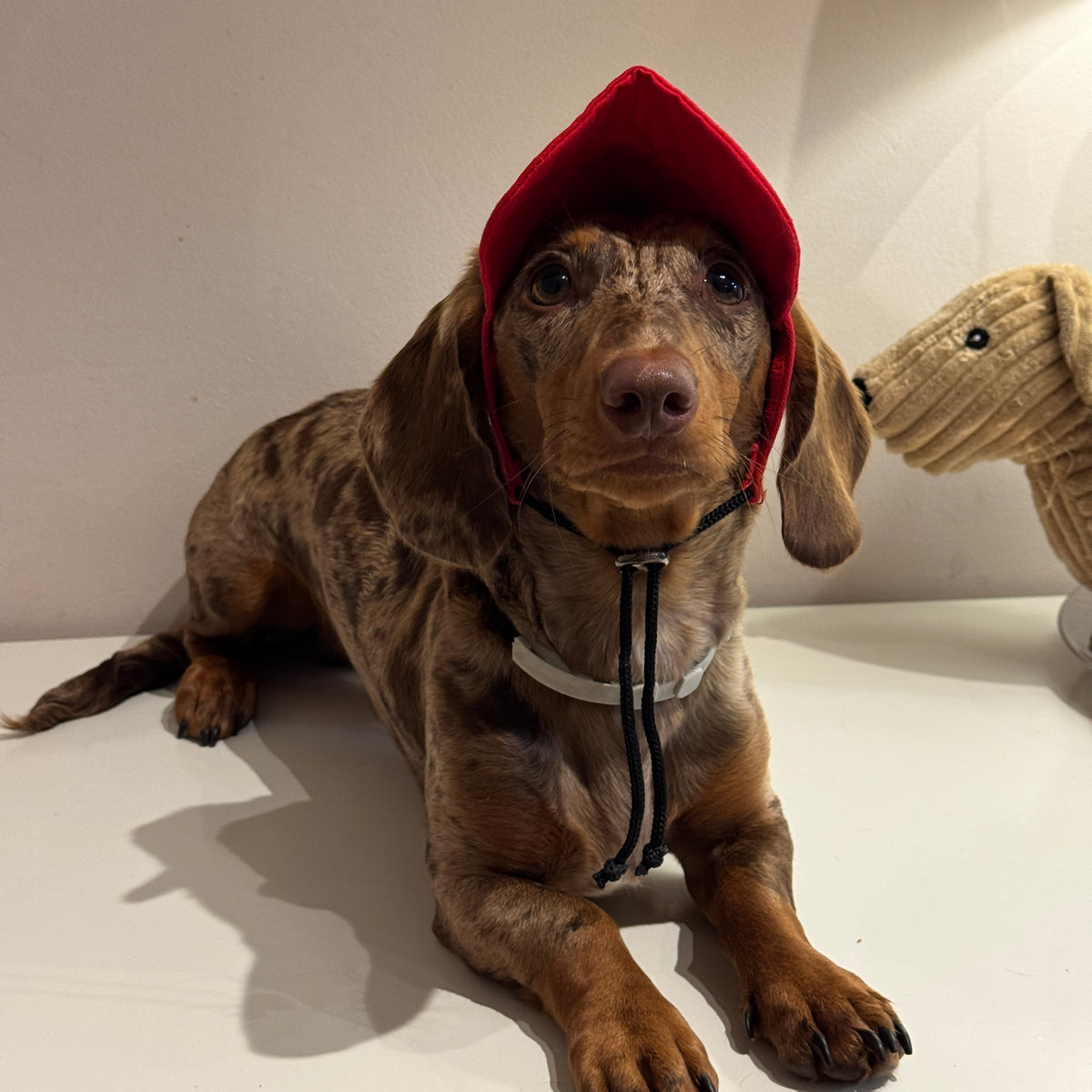 Dachs- Cap RED