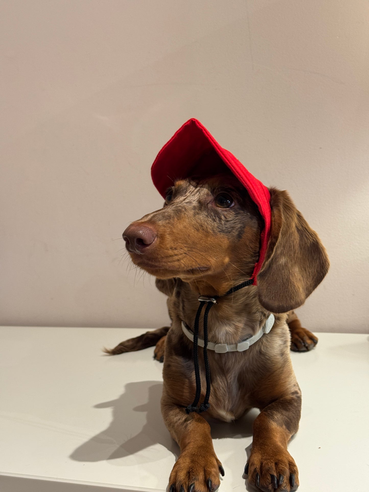 Dachs- Cap RED
