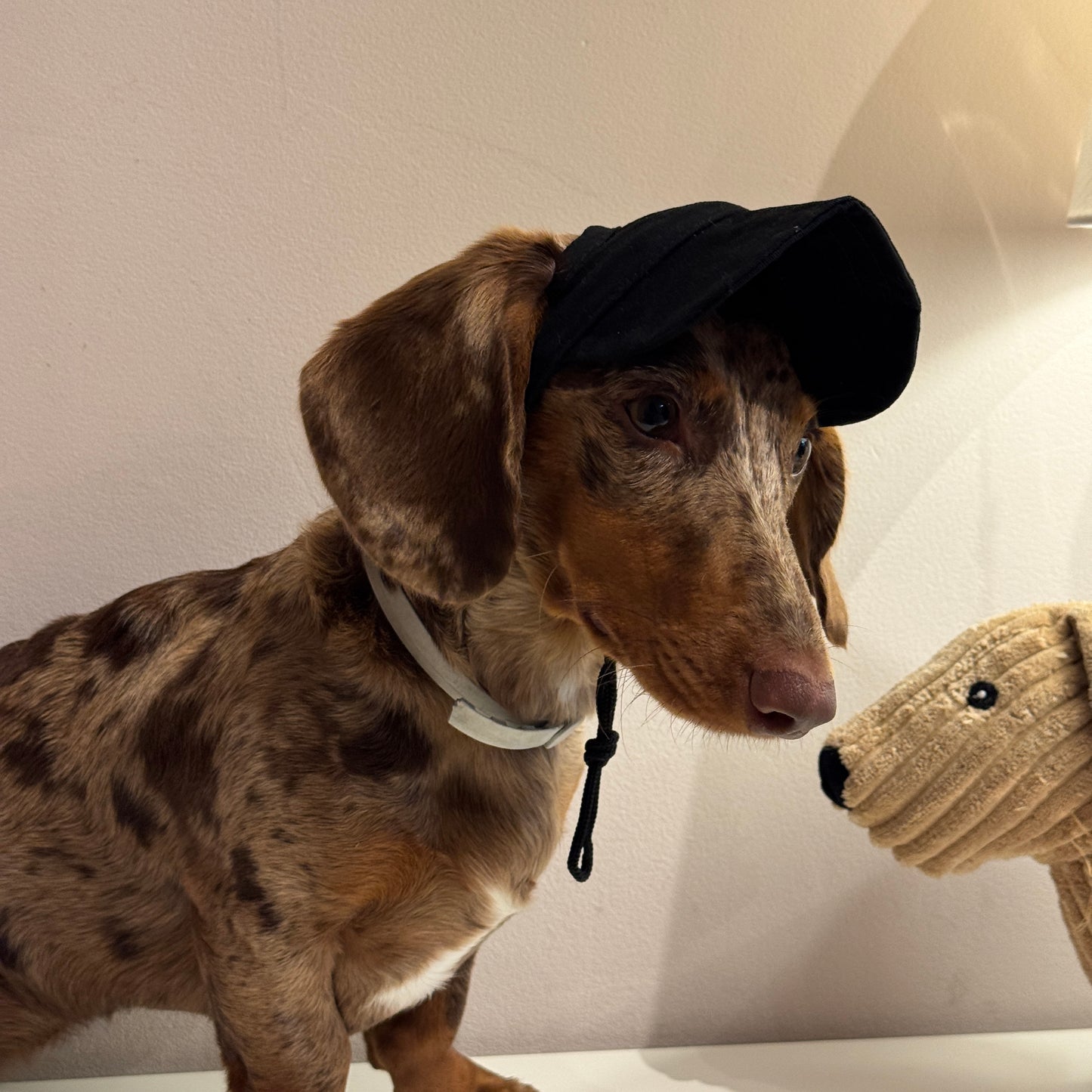 Dachs- Cap BLACK