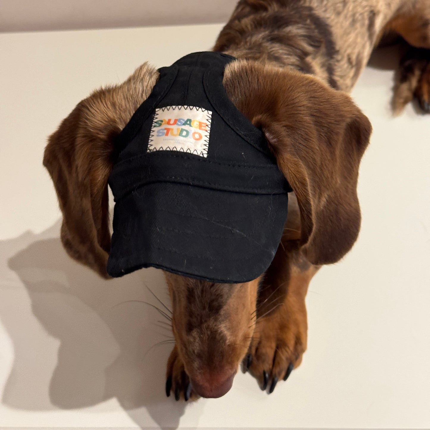 Dachs- Cap BLACK