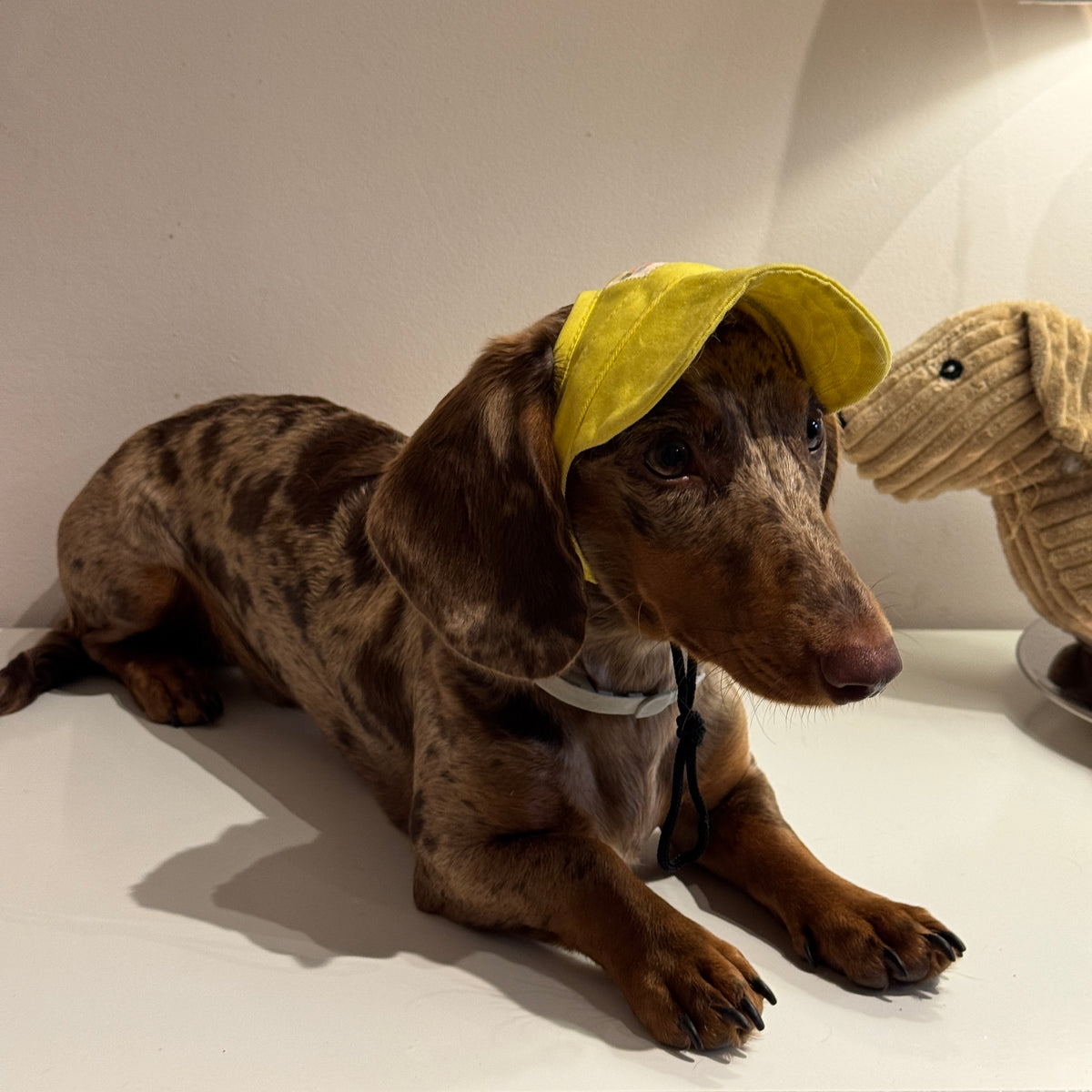 Dachs- Cap YELLOW