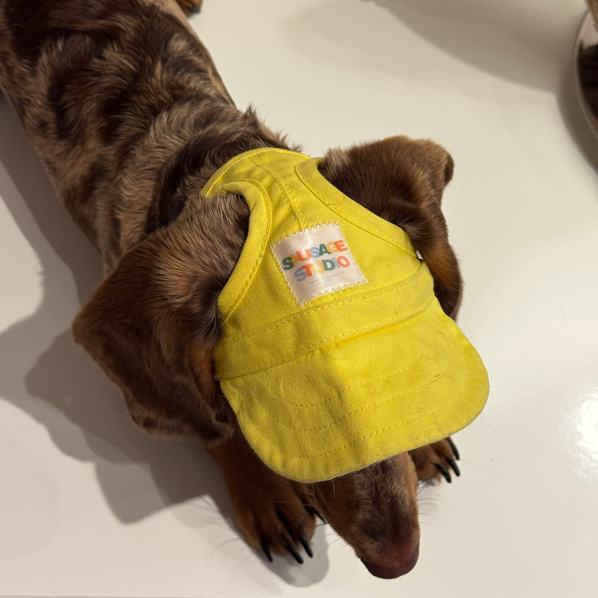Dachs- Cap YELLOW