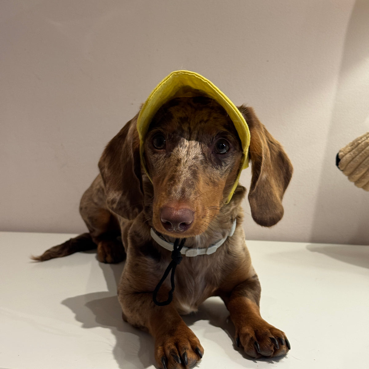 Dachs- Cap YELLOW