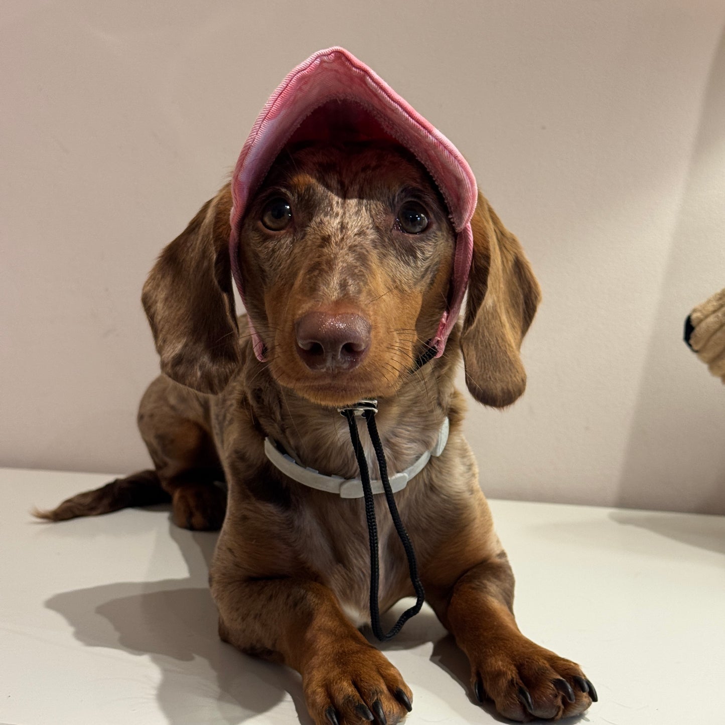 Dachs- Cap PINK
