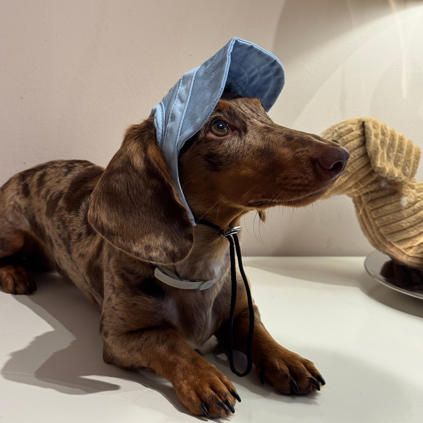 Dachs- Cap SKY BLUE